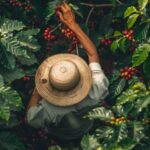 Recolecta de café para producir café de altura La Manigua