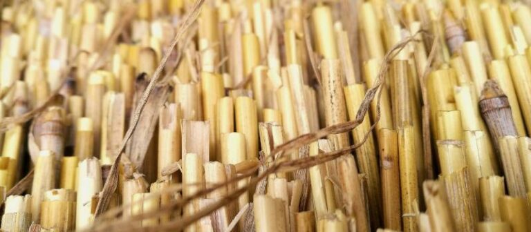 Caña de azúcar lista para preparar Ensilado de caña para nutrición animal.