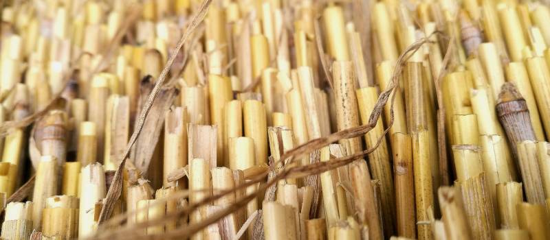 Caña de azúcar lista para preparar Ensilado de caña para nutrición animal.