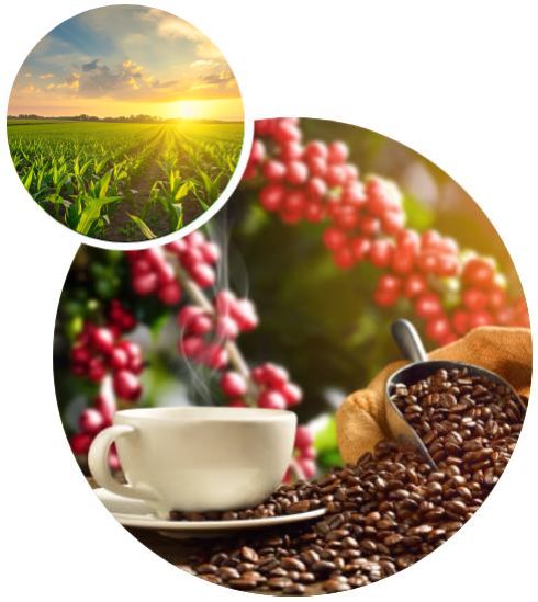 Composición de una taza de café rodeada de granos y un campo de caña de azúcar, productos principales de La Manigua.